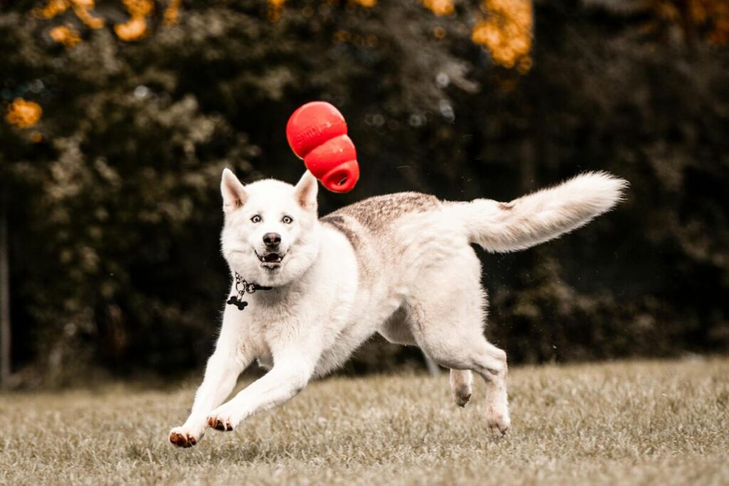 Strutture ricettive pet friendly