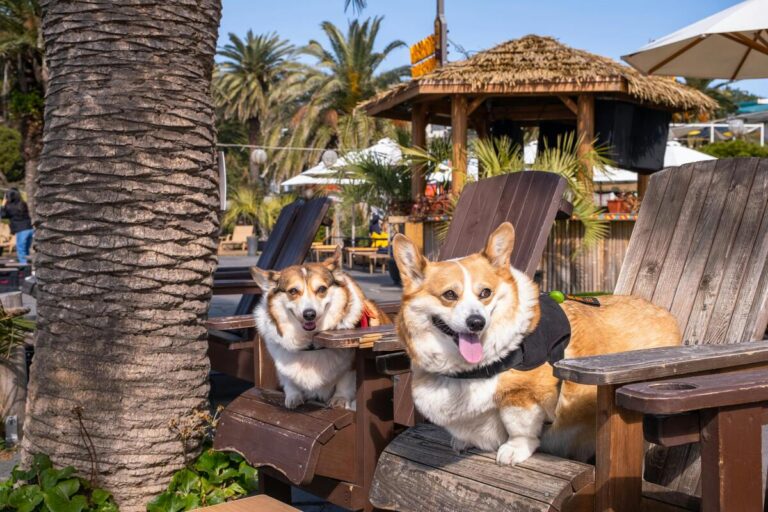 Strutture ricettive pet friendly: opportunità e sfide di un mercato in espansione