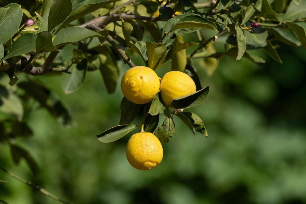 Turismo lento e valorizzazione del territorio